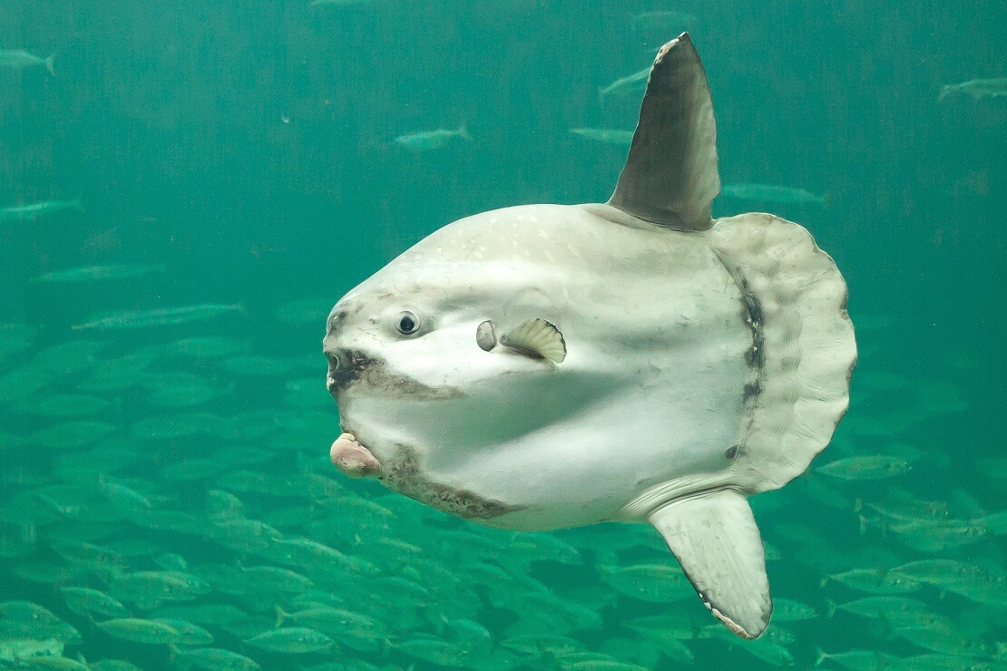 Mondfisch vor einem Schwarm kleiner Fische