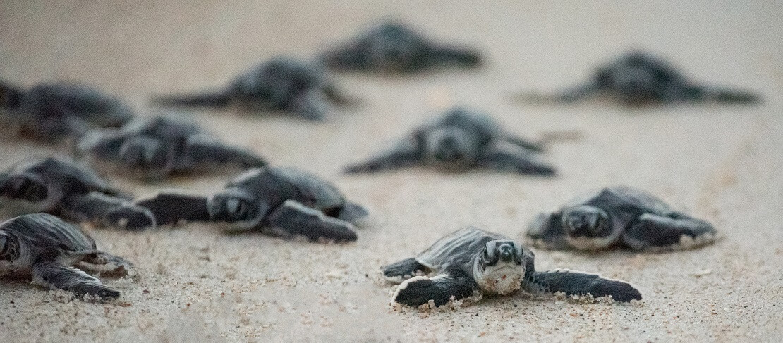 Schildkrötenbabys auf dem Sand