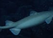 Neuseeland: Leuchtende Haie in den Tiefen entdeckt
