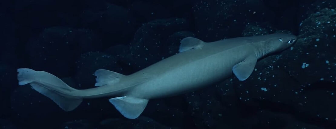 Ein Schokoladenhai in den Tiefen Gewässern Neuseelands
