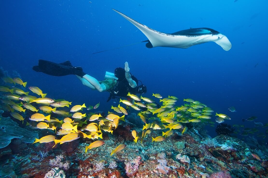 Taucher über einem gelben Fisch-Schwarm mit einem Manta-Rochen