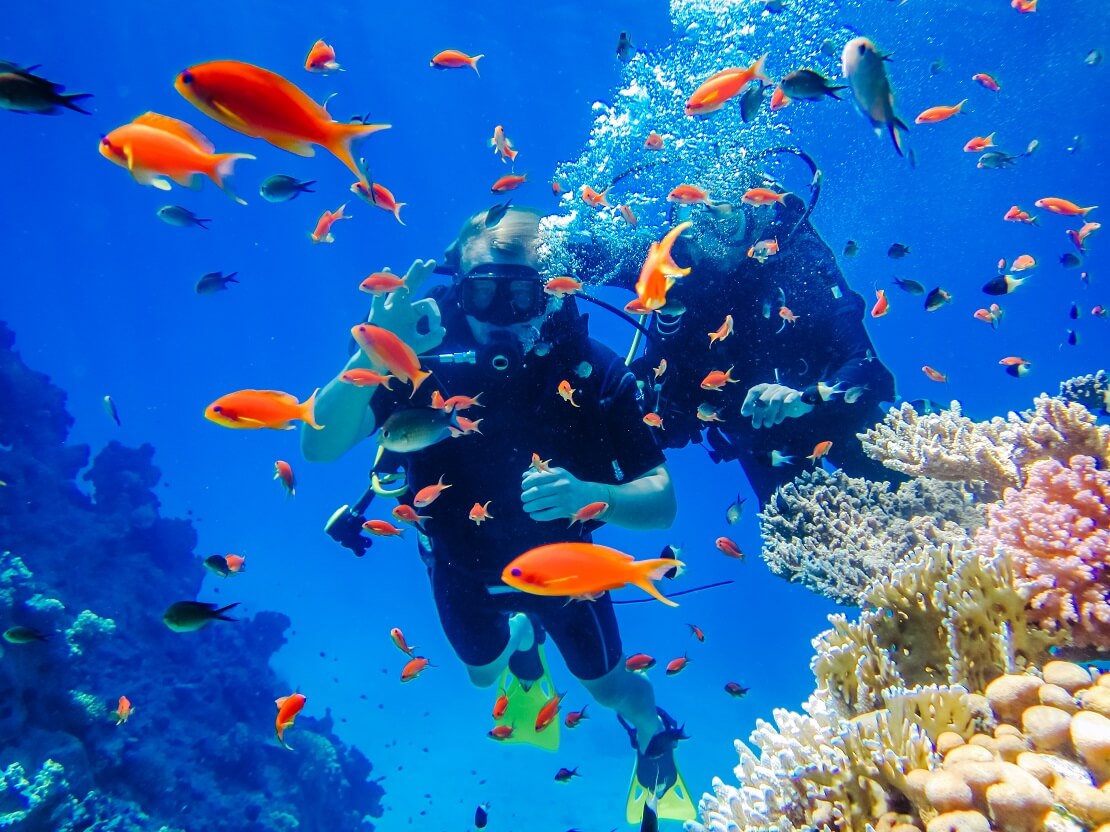 Zwei Taucher in einem orangen Fisch-Schwarm