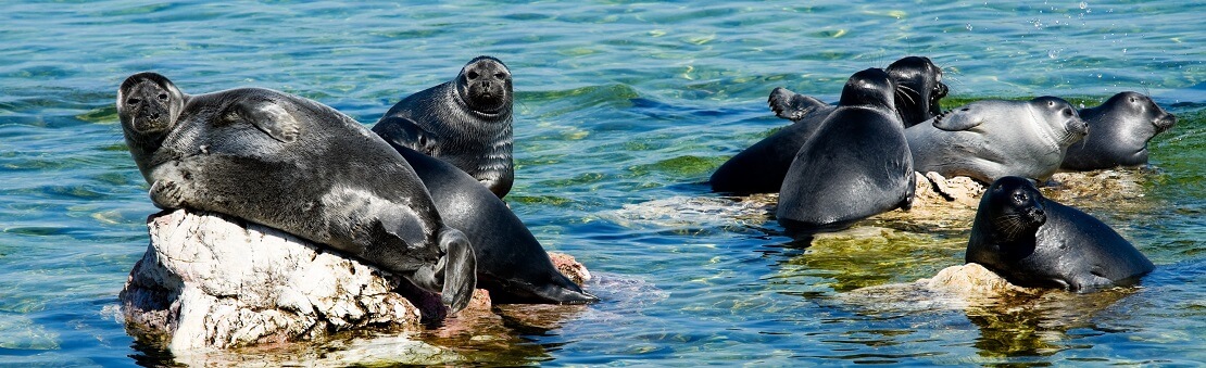 Baikal-Robben sonnen sich auf Felsen im Baikalsee