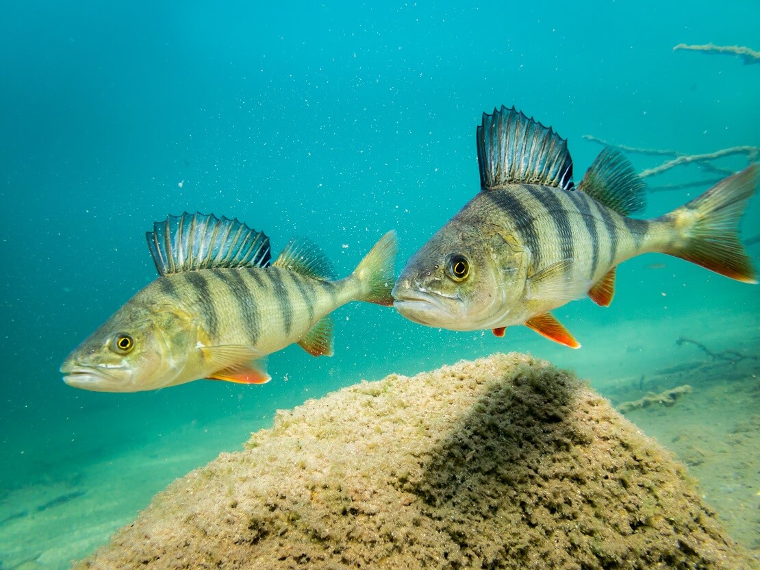 Zwei Barsche in klarem Wasser