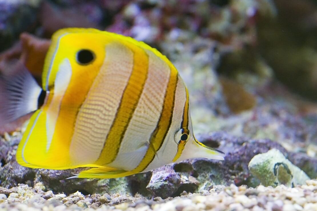 Ein gelb-weiß gestreifter Butterflyfisch