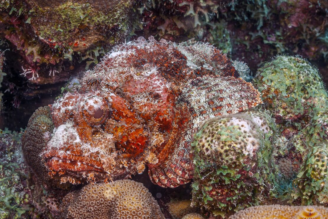 Rot-weißer Drachenkopf gut getarnt zwischen Korallen