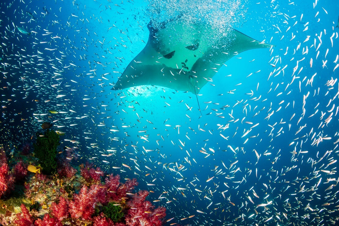 Ein Riesenmanta gleitet über einen Fischschwarm