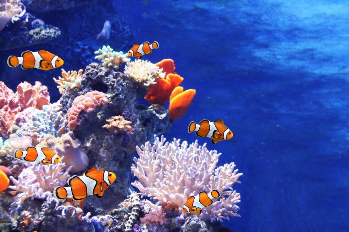 Eine Gruppe von Anemonenfischen über einem Korallenriff