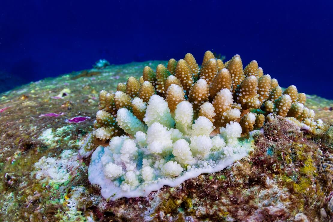 Eine braune Koralle wird von der Bleiche befallen