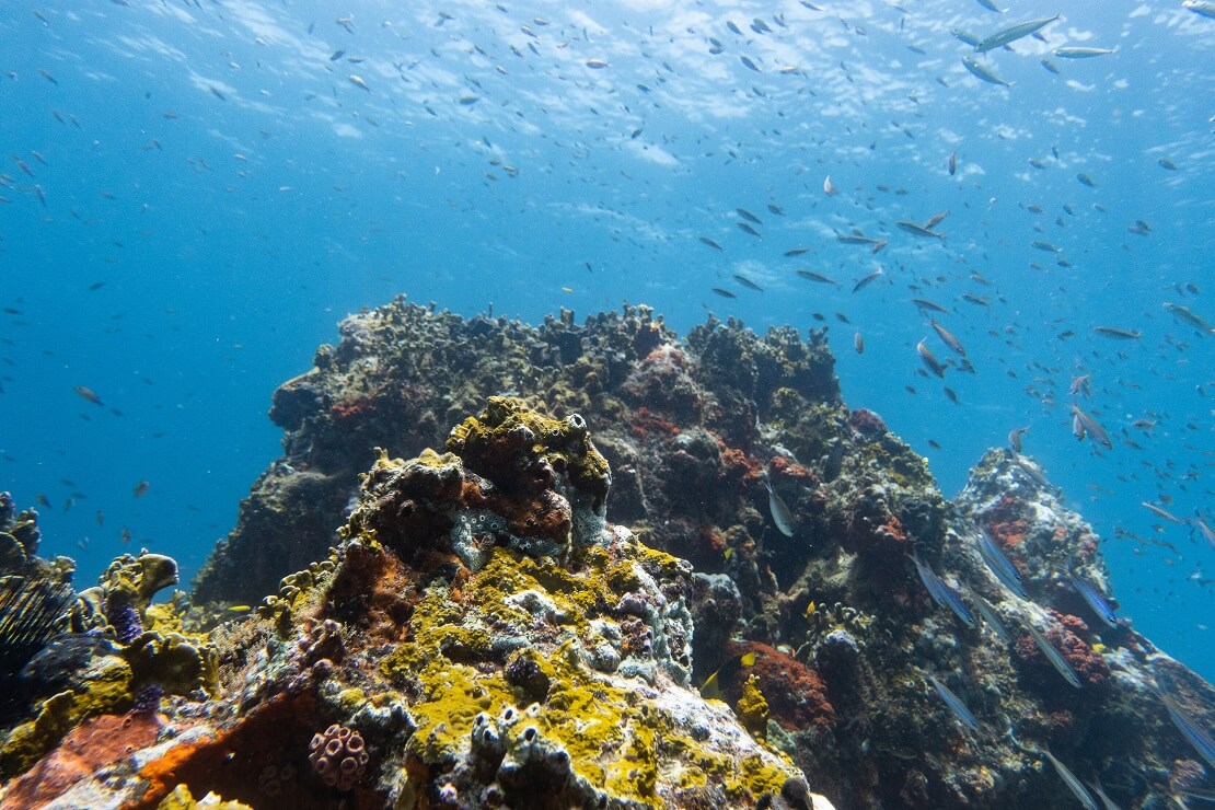 Ein Korallenriff in den Gewässern von Carriacou