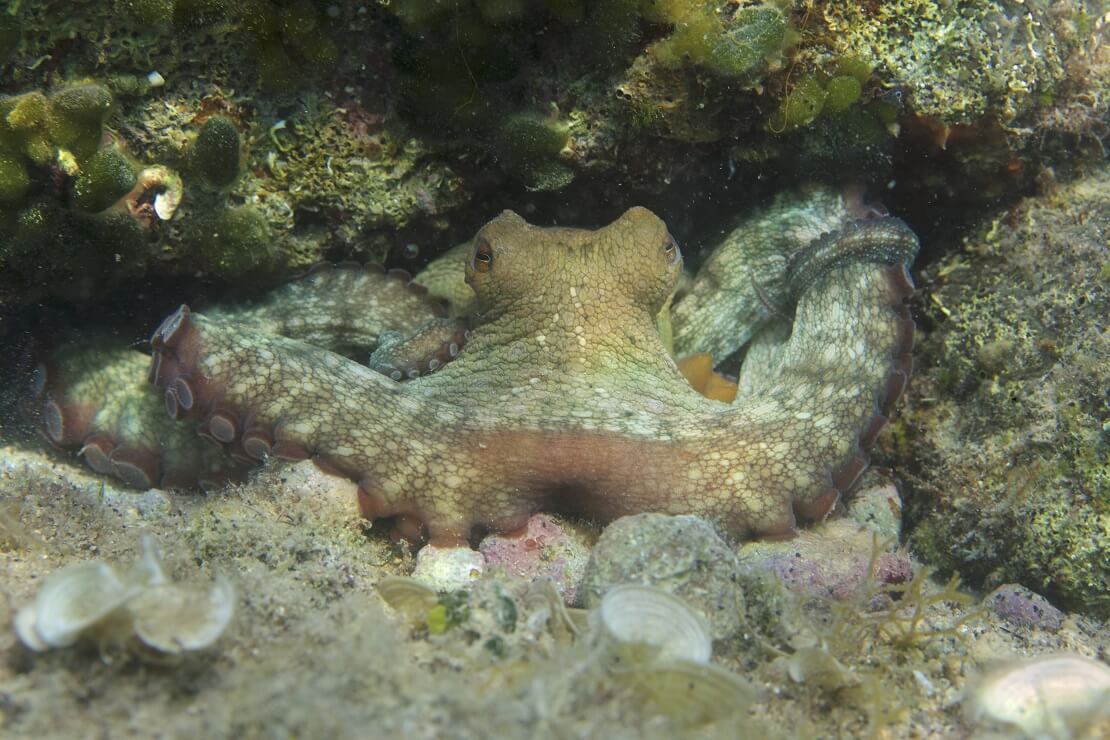 Ein Kraken versteckt sich zwischen verschiedenen Steinformationen