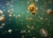Palau: Zwischen Medusen im Jellyfish Lake