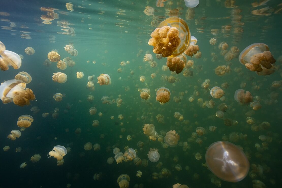 Gelbgoldene Medusen im Jellyfish Lake