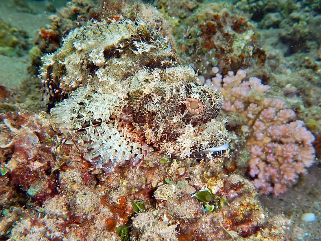 Ein Steinfisch gut getarnt zwischen Korallen und Steinen