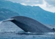 Blauwale: Sanfte Riesen mit vielen Rekorden
