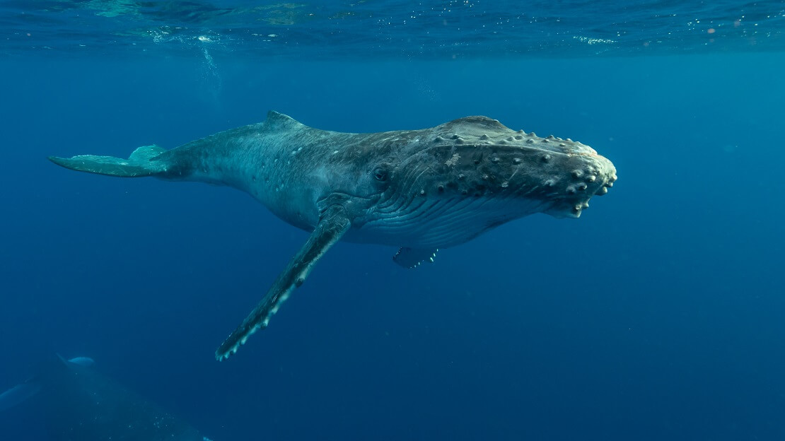 Buckelwal im tiefblauen Wasser