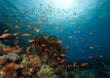 Ägypten: Bildschöne Korallen im Yolanda Reef