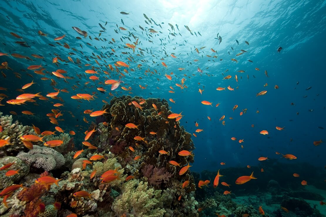 Oranger Fischschwarm über einem Korallenriff