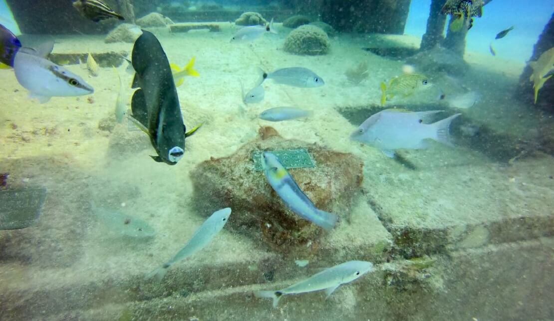 Eine Gedenktafel im Neptune Memorial Reef