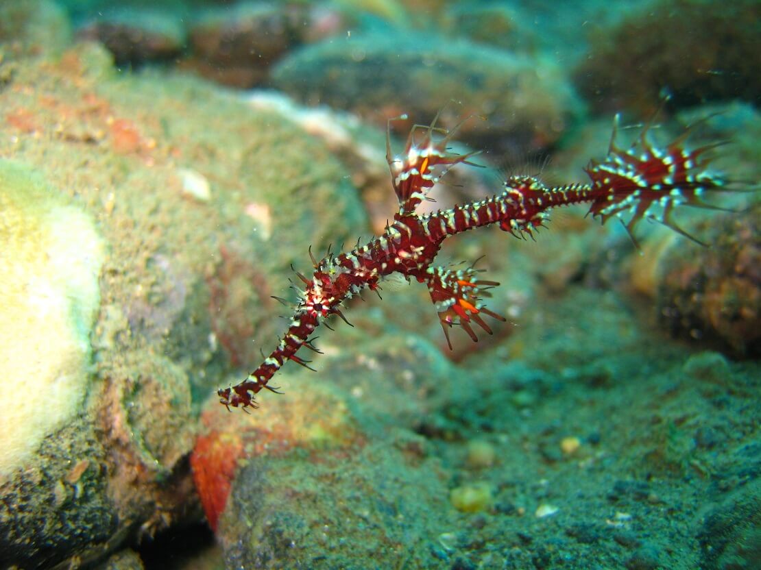 Ein rot-weißer Geisterpfeifenfisch