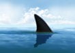 Stop Finning: Taucher können Haien helfen