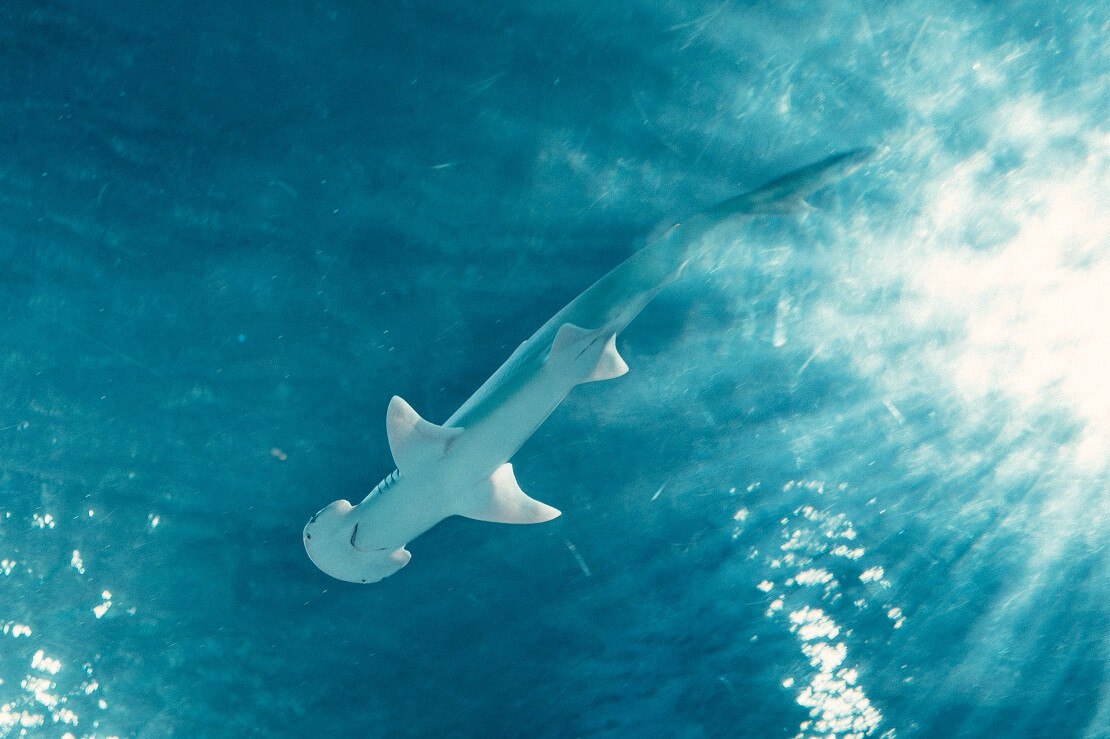 Ein Hammerhai schwimmt in den Strahlen der Sonne über den Köpfen der Taucher hinweg