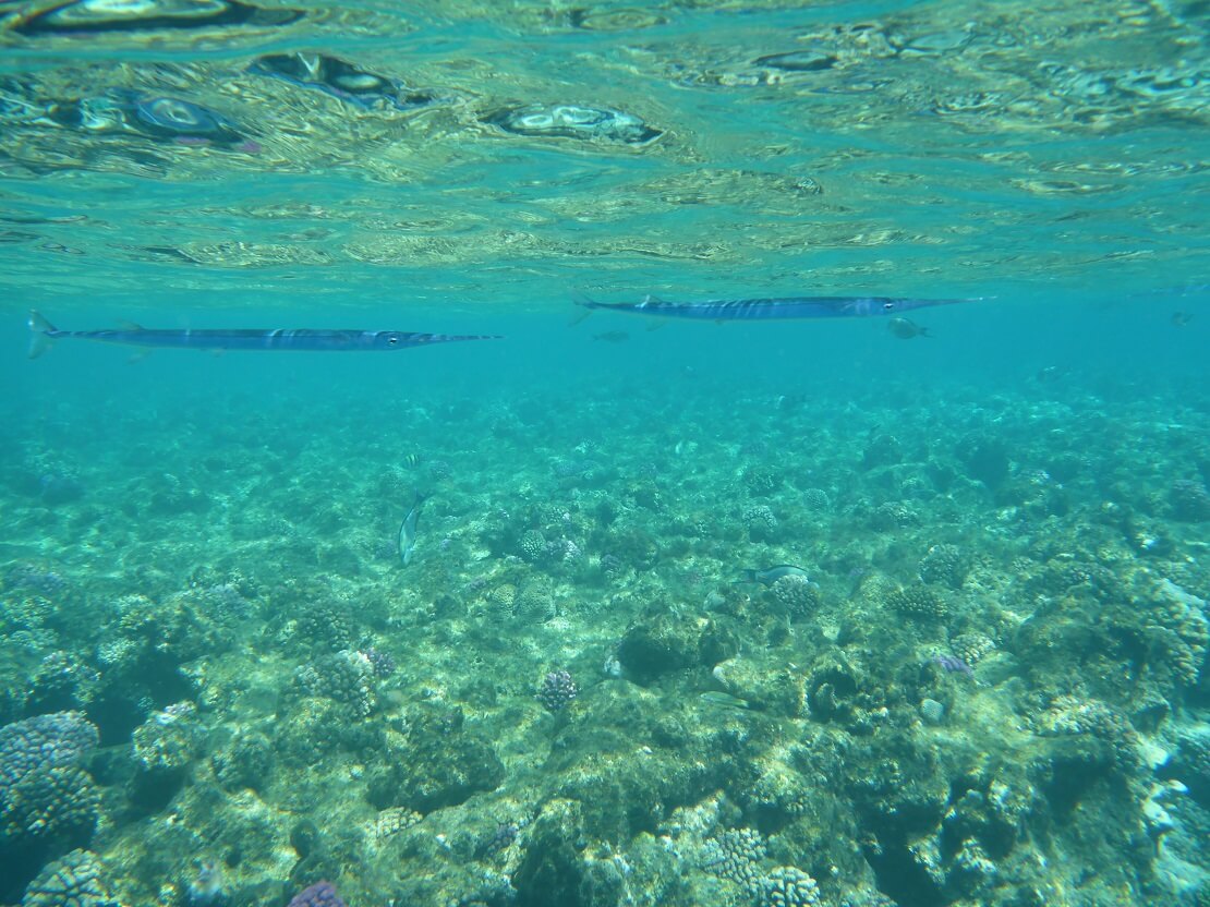 Zwei Hornhechte direkt unter der Wasseroberfläche