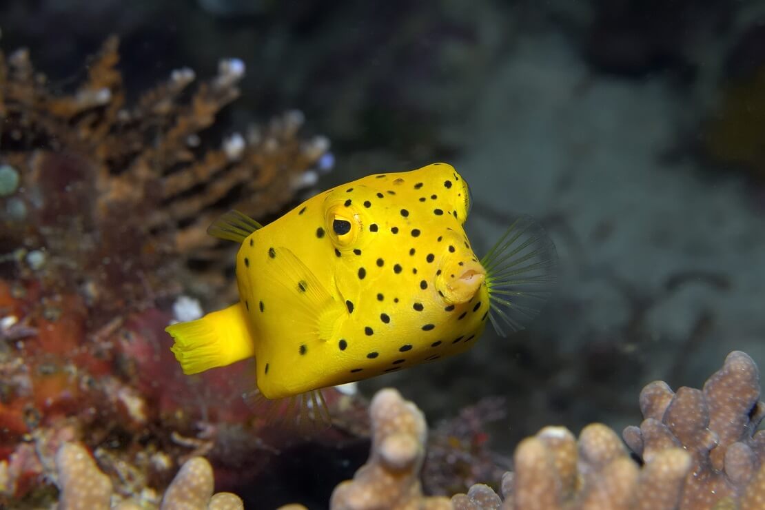 Ein gelber Kofferfisch mit schwarzen Punkten