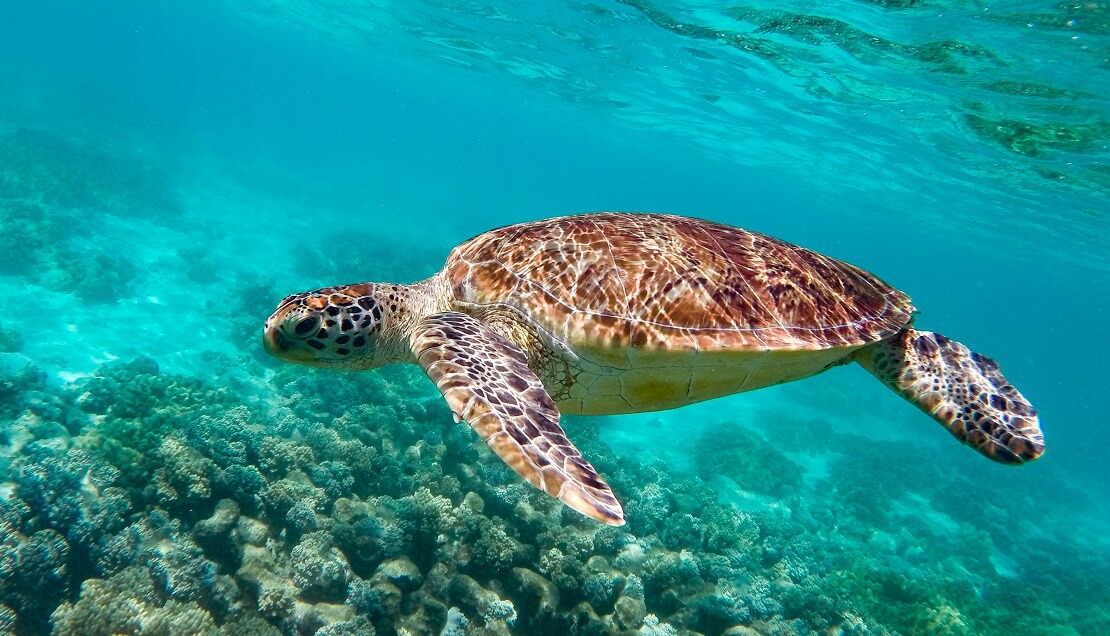 Eine Meeresschildkröte in türkisblauem Wasser