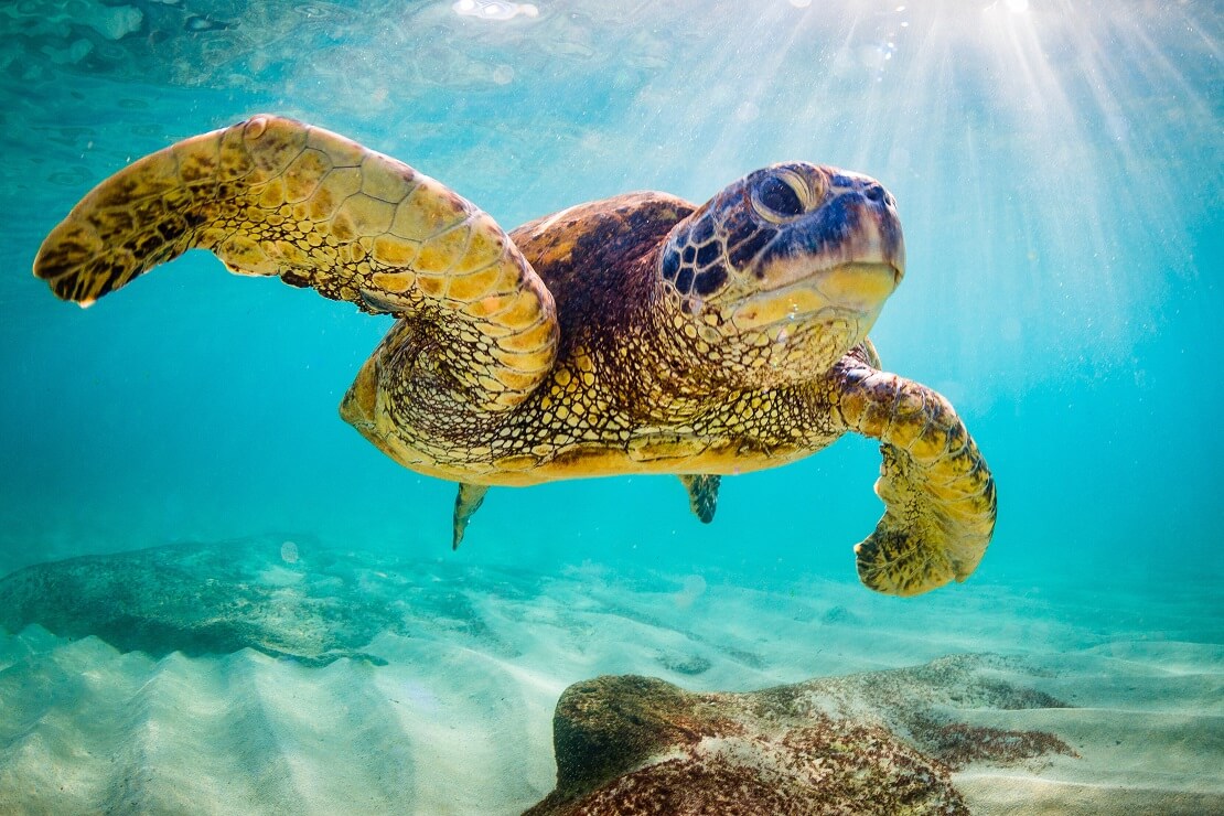 Eine Meeresschildkröte in türkisblauem Wasser