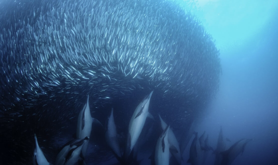 Eine Delfinschule treibt den Sardine Run noch enger zusammen
