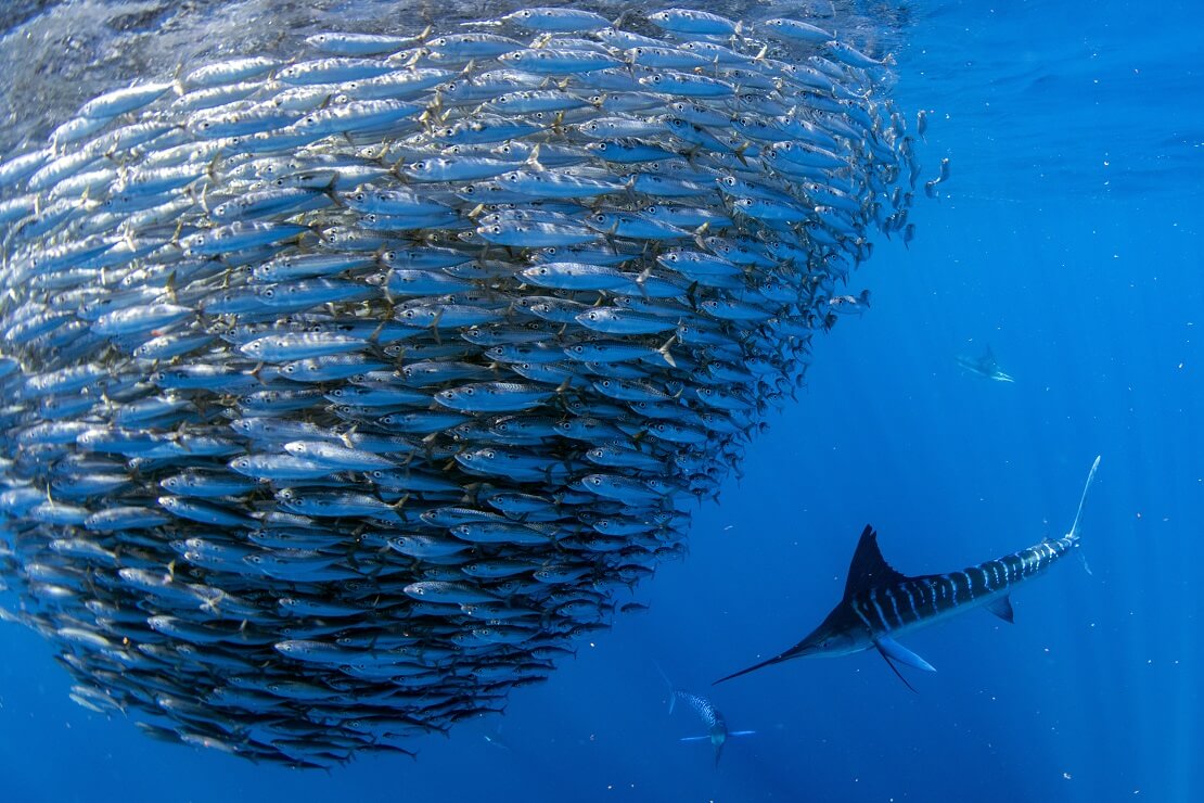 Der Sardine Run mit einem hungrigen Schwertfisch