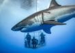 Guadalupe: Tauchen mit dem Weißen Hai