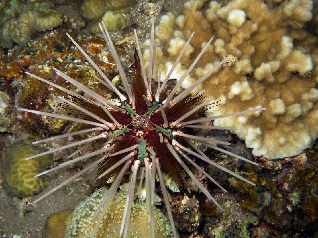 Roter Diademseeigel mit weißen Stacheln