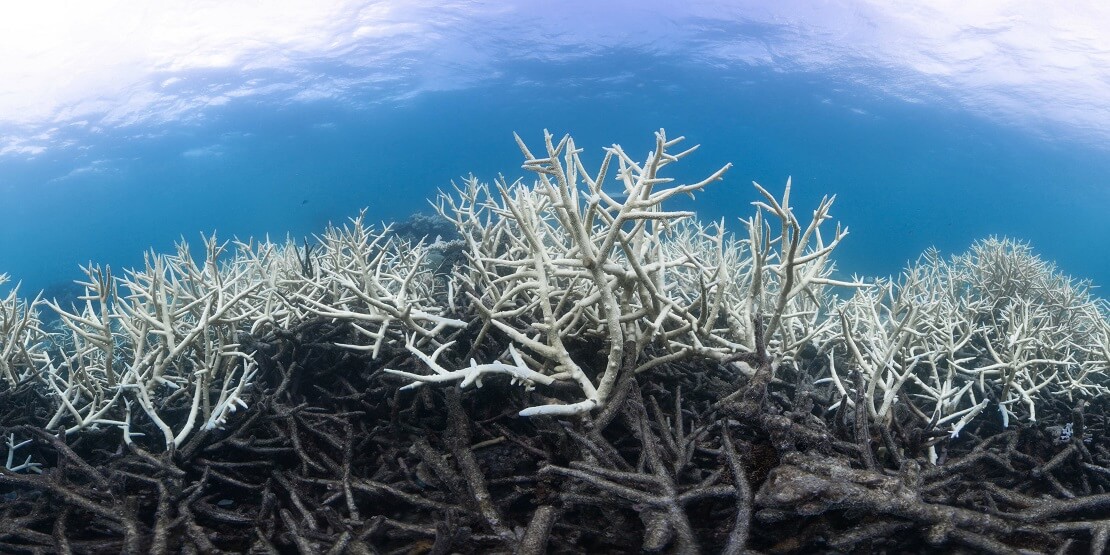 Korallenbleich im Great Barrier Reef