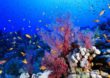 Ägypten: Mit Hammerhaien im Elphinstone Reef