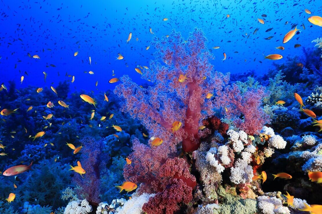 Farbenfrohes Korallenriff im Elphinstone Reef