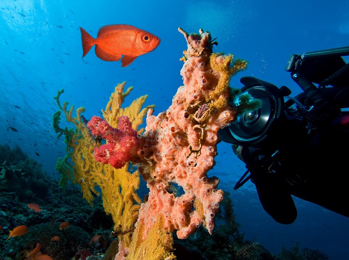 orange Korallen mit Taucher in tiefblauem Wasser