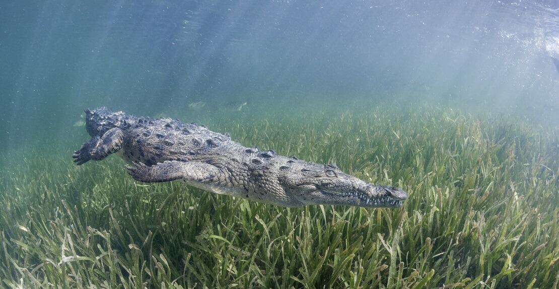 Ein Krokodil schwimmt über eine Seegraswiese hinweg