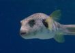 Hasenkopf-Kugelfisch wird zur Plage im Mittelmeer