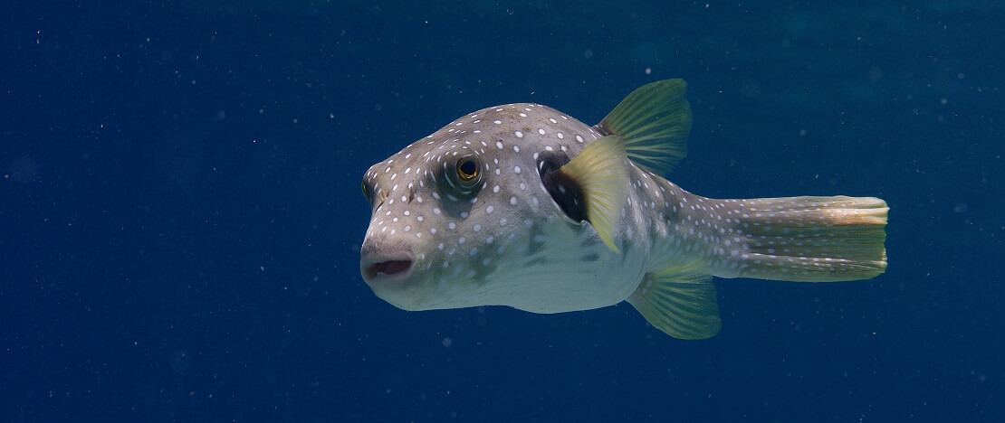 Kugelfisch in tiefblauem Wasser