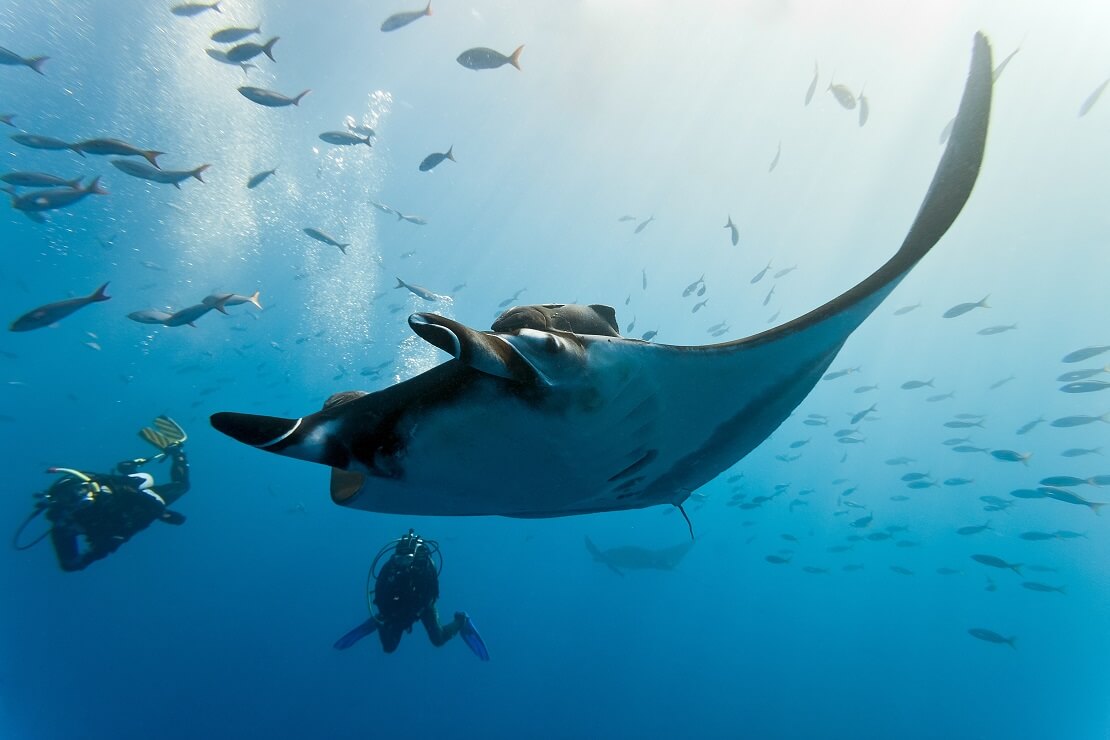 Zwei Taucher schwimmen mit einem Mantarochen