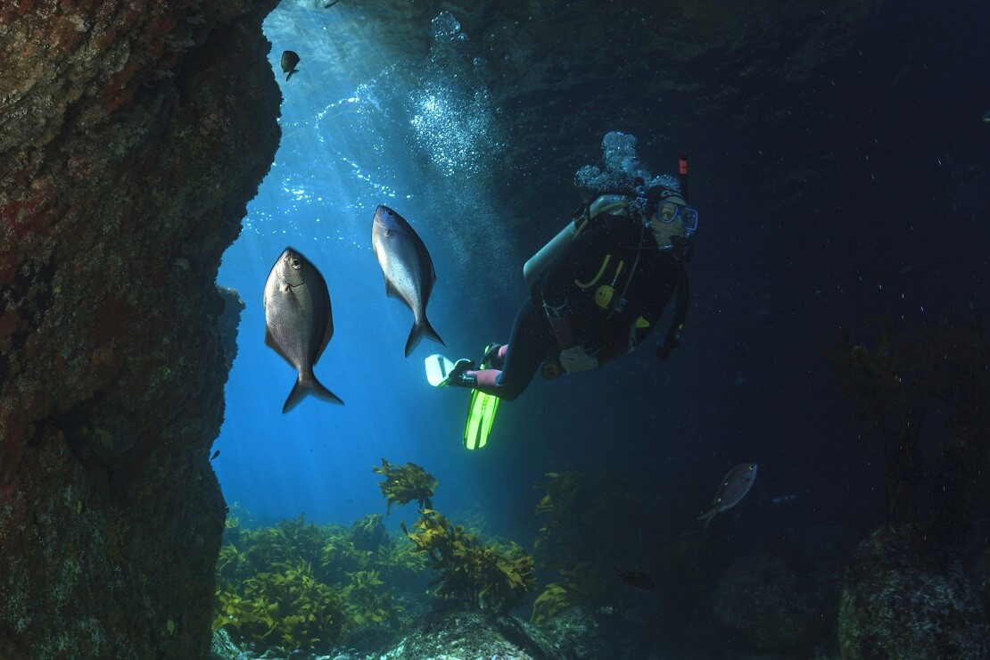 Taucher in den Gewässern von Poor Knights Island