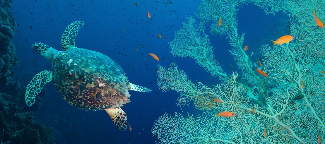 Unterwasserschildkröten mit türkisblauen Fächerkorallen