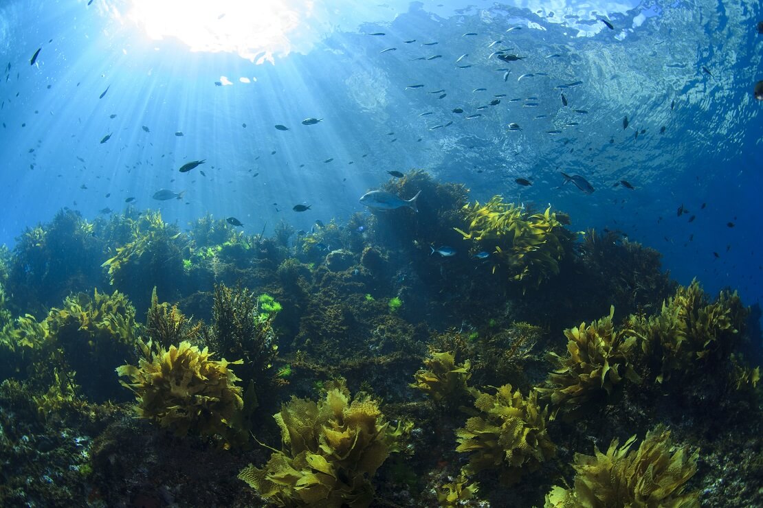 Die Unterwasserwelt von Poor Knights Island