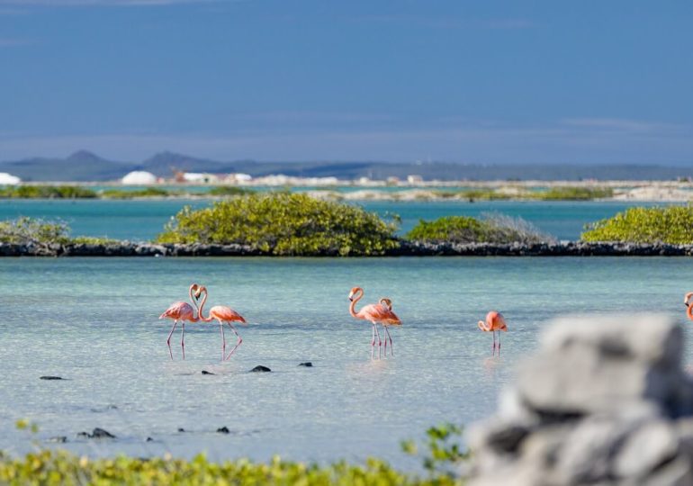 Bonaire: Mit Delfinen vor der „Insel der Flamingos“