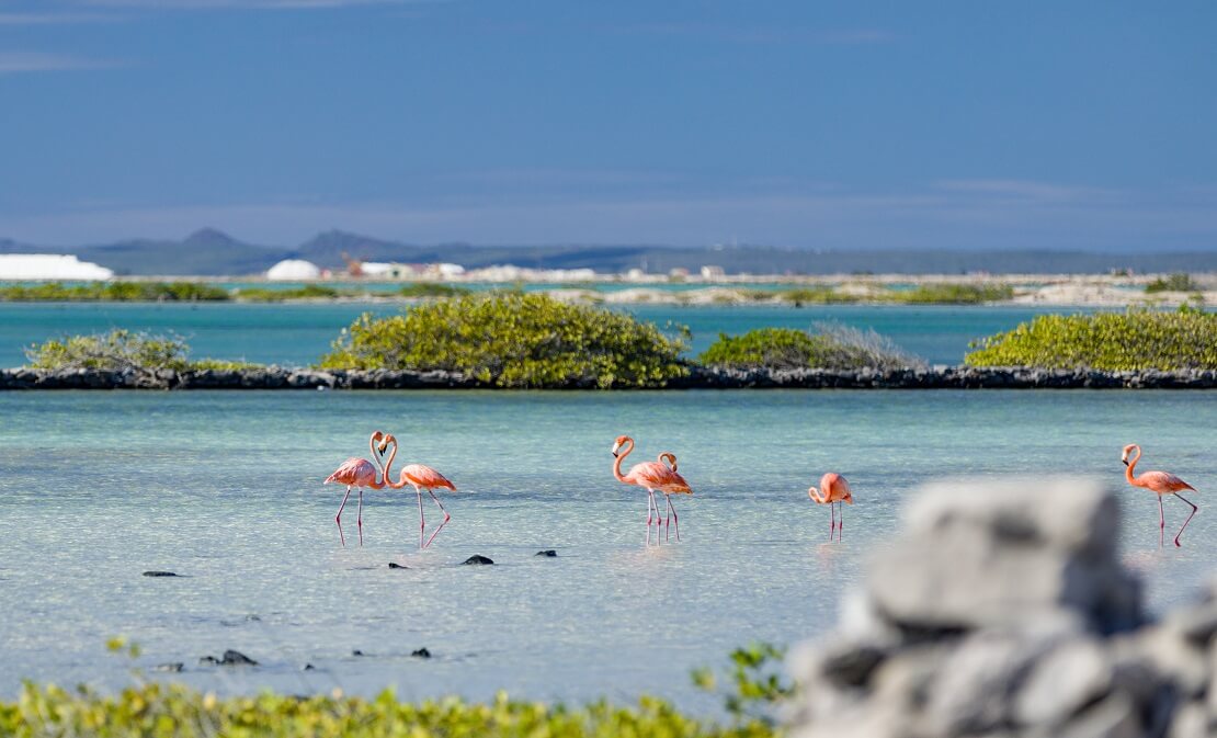 Flamingos am Strand von Bonaire