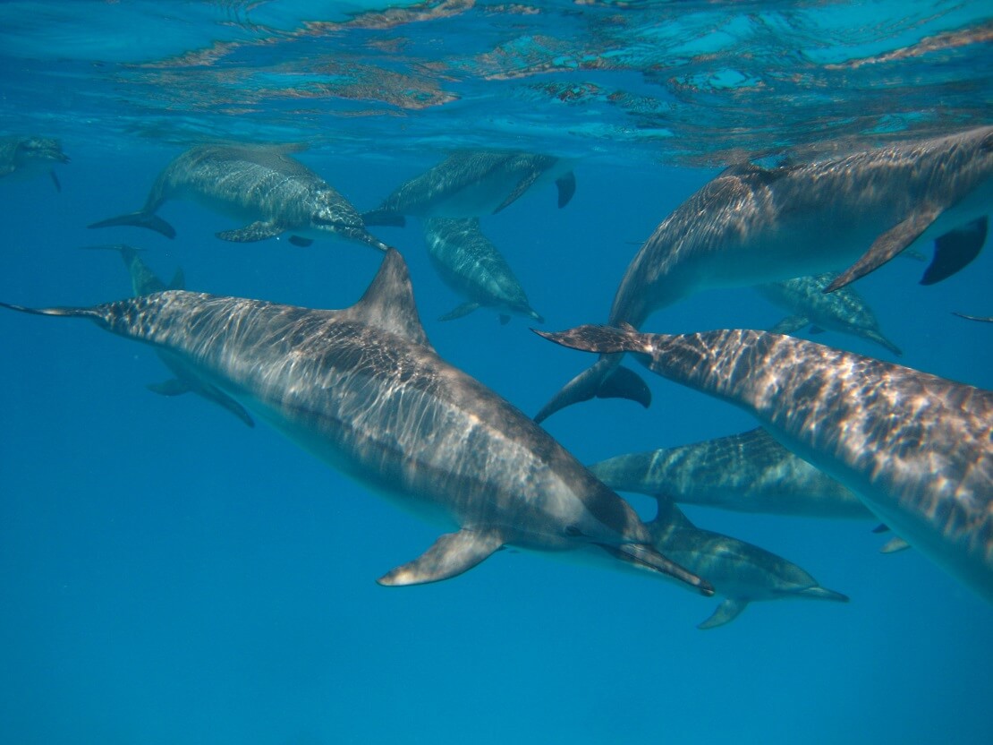 Delfinschwarm