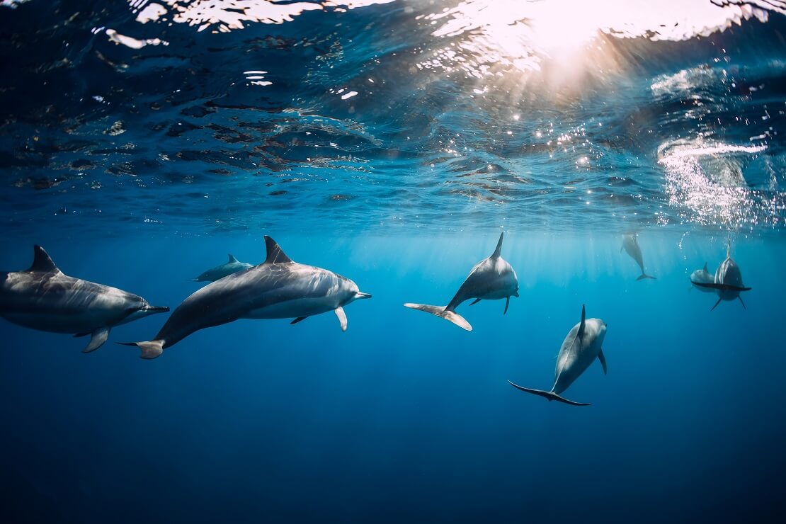 Ein Delfin-Schwarm direkt unter der Wasseroberfläche