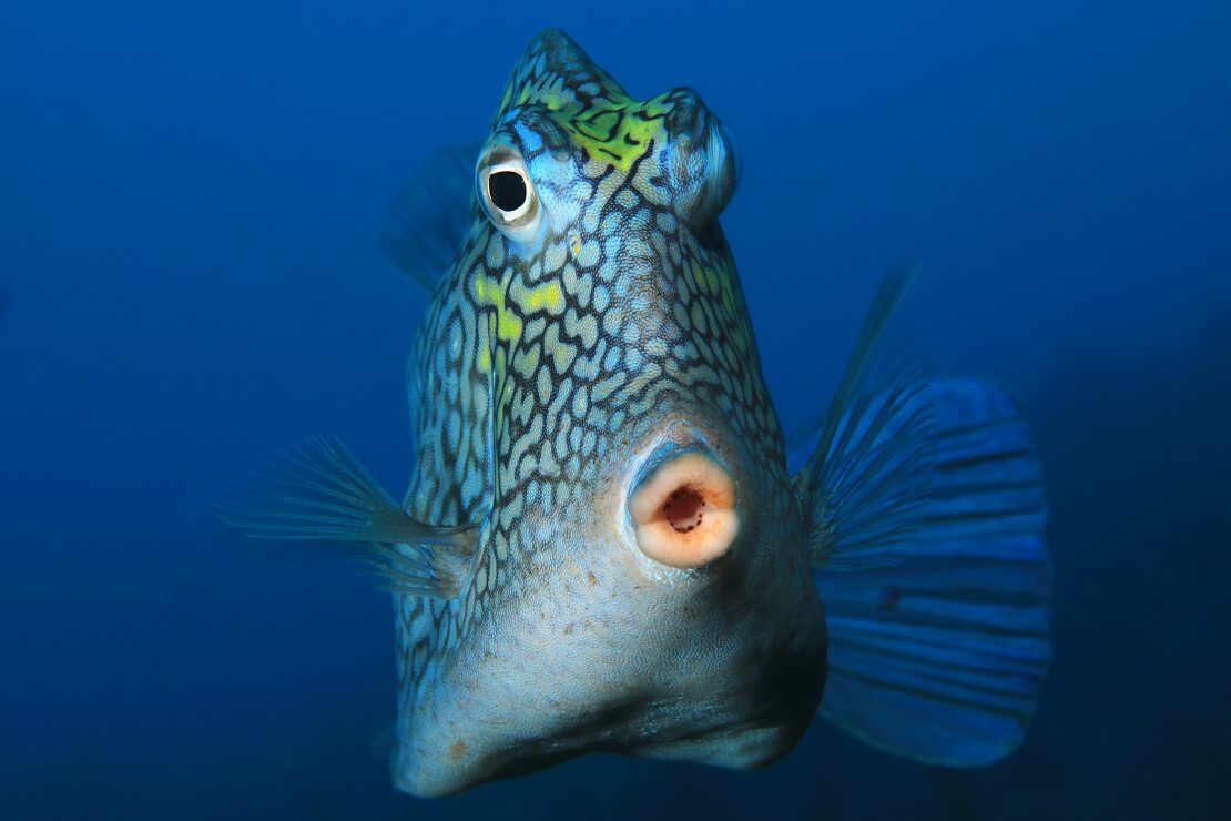 Dunkler Kofferfisch mit gelblichen Flecken